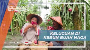 Menikmati Kelucuan Warga Saat Mengambil Buah Naga di Kebun Banyuwangi  