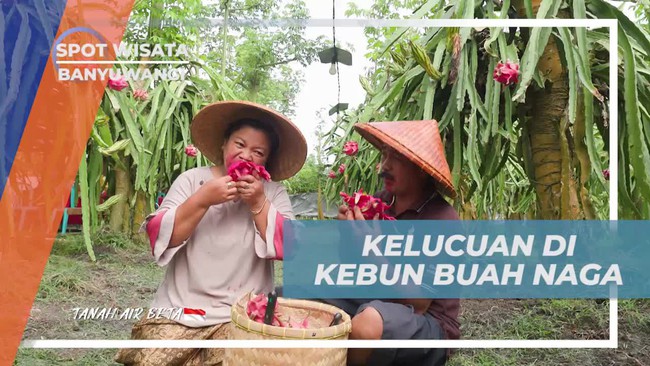 Menikmati Kelucuan Warga Saat Mengambil Buah Naga di Kebun Banyuwangi  