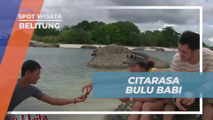 Mencicipi Bulu Babi Laut yang Rasa Mirip Kerang di Belitung 