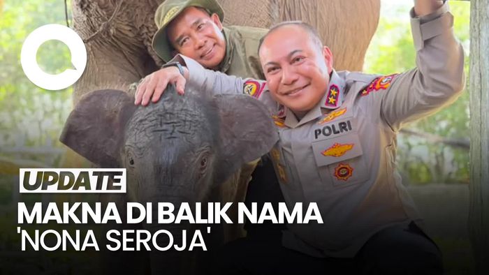 Video: Ini Nona Seroja, Anak Gajah TNTN yang Diberi Nama oleh Kapolda Riau