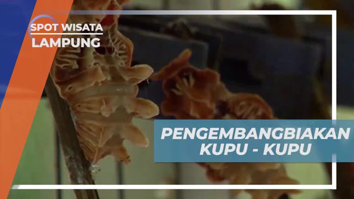 Melihat Proses Pengembangbiakan Kupu-Kupu di Lampung  