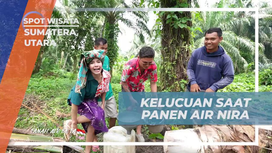 Menyaksikan Lucu dan Serunya Panen Air Nira yang Disertai Pengalaman Tak Terlupakan di Sumatera Utara  