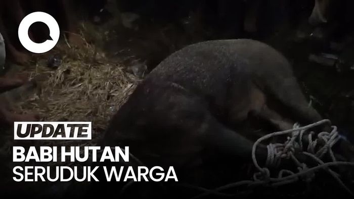 Video: Heboh Babi Hutan Masuk Rumah Warga di Serdang Bedagai, 1 Orang Terluka