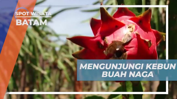 Mengunjungi Kebun Buah Naga dan Menikmati Liburan di Dekat Pantai Batam  