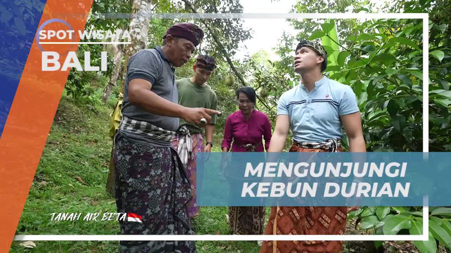 Mengunjungi Kebun Durian dan Mengumpulkan Buah Lezat di Bali 