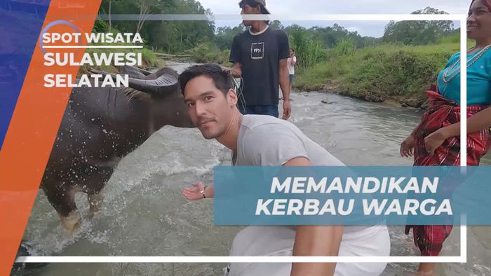 Memandikan Kerbau Bersama Warga di Sungai, Sulawesi Selatan