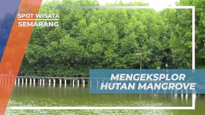 Eksplorasi Menarik Hutan Mangrove di Semarang