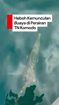 Video: Heboh Buaya Muara Terlihat di Spot Diving Perairan TN Komodo