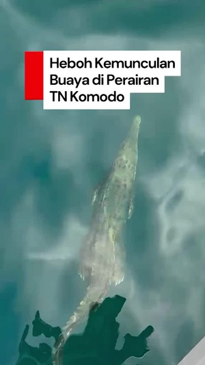 Video: Heboh Buaya Muara Terlihat di Spot Diving Perairan TN Komodo