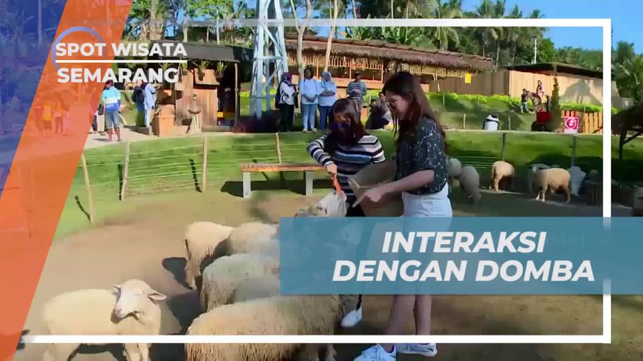 Bergembira Bersama Domba di Cimory On The Valley Semarang