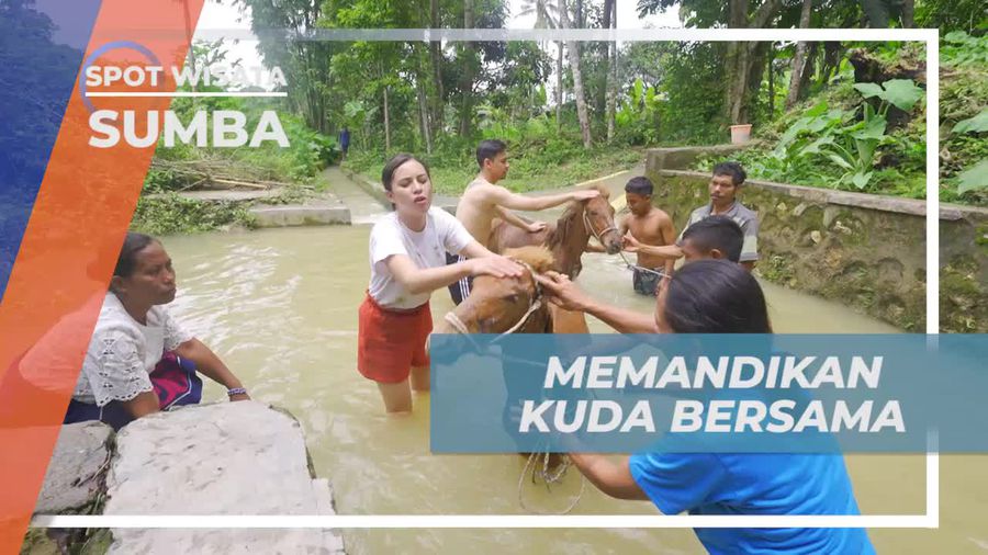 Bergotong Royong Memandikan Kuda Bersama Warga di Sumba