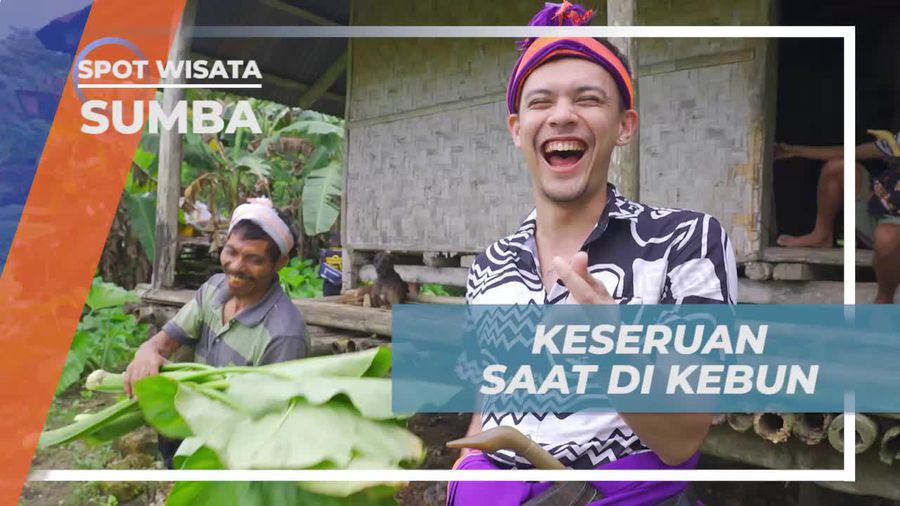 Bersenang-senang Saat Mencari Daun Talas di Kebun Kampung Prai Ijing, Sumba