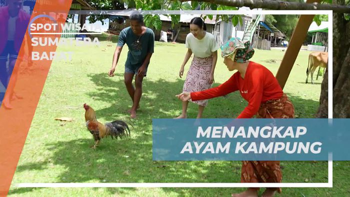 Antusias Menangkap Ayam Kampung untuk Dimasak Menjadi Kuliner Khas di Sumatera Barat