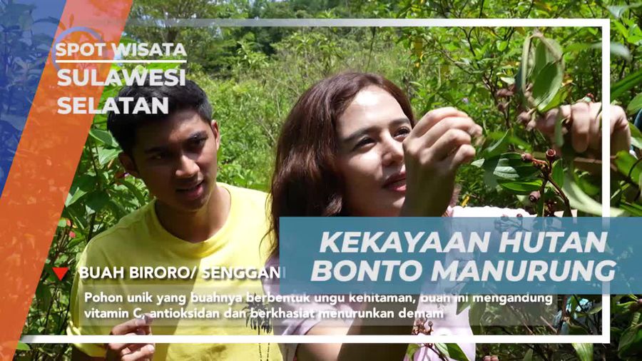 Jelajahi Kekayaan Alam Hutan Bonto Manurung, Sulawesi Selatan