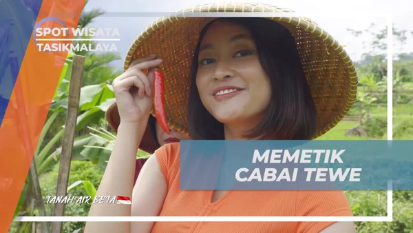 Memetik Cabai Tewe Bersama Warga di Tasikmalaya untuk Masakan Tradisional  