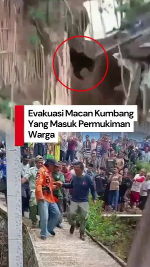Video: Ngeri! Detik-detik Macan Kumbang Satroni Permukiman Warga di Batang