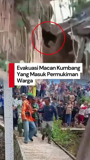 Video: Ngeri! Detik-detik Macan Kumbang Satroni Permukiman Warga di Batang