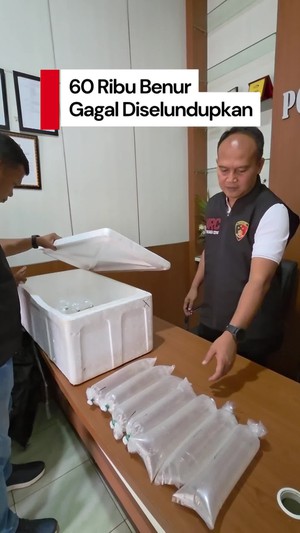 Video: Gagal Diselundupkan, 60 Ribu Benur Dilepasliarkan di Laut Sukabumi