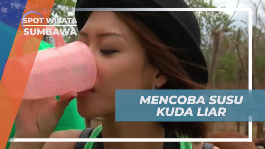 Mencicipi Susu dengan Rasa Unik dari Kuda Liar di Sumbawa