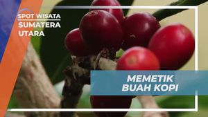 Memetik Buah Kopi Arabika di Perkebunan Kopi di Sumatera Utara
