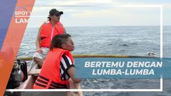 Bertemu Lumba-lumba Liar di Teluk Kiluan, Lampung