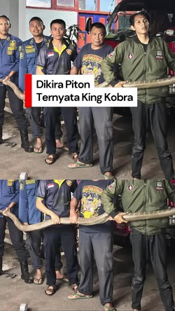 Video: Evakuasi King Kobra Sembunyi di Tumpukan Kayu Rumah Warga di Semarang