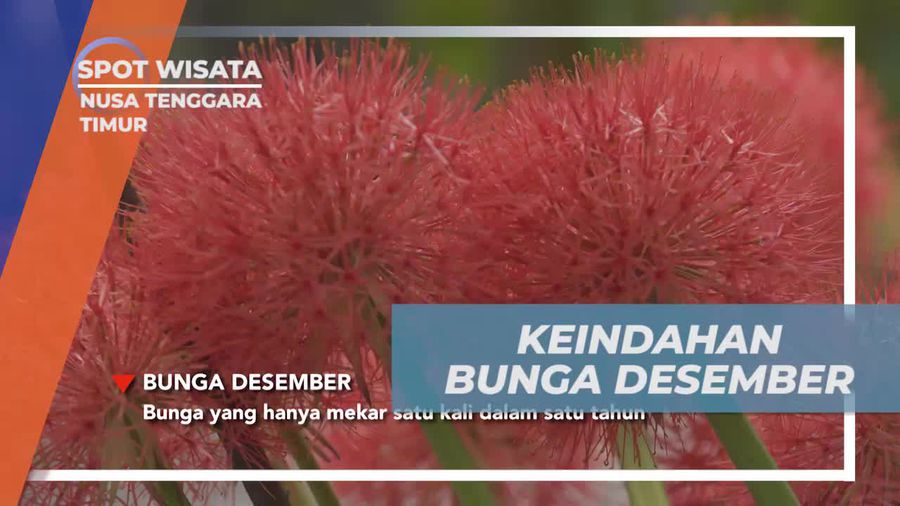 Menemukan Keindahan Bunga Langka di Nusa Tenggara Timur