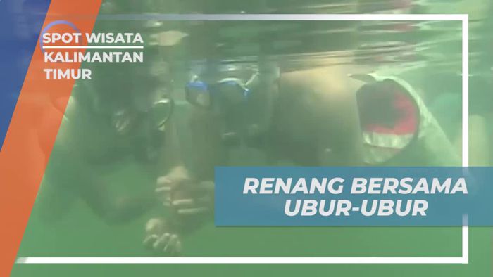 Berenang Bersama Ubur-ubur Cantik di Pulau Kakaban, Kalimantan Timur