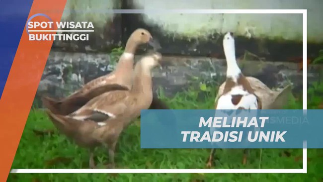 Menyelami Tradisi Unik Pacu Itik dan Melihatnya Langsung di Bukittinggi  