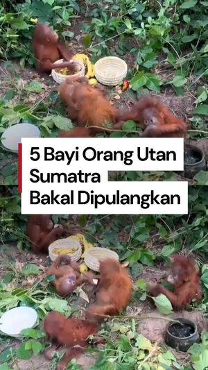 Video Kemenhut Bakal Pulangkan-Usut Penyelundupan 5 Bayi Orang Utan ke India  