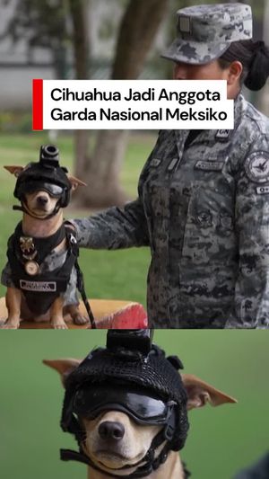 Video: Ini Comando, Cihuahua Mungil yang Jadi Anggota Garda Nasional Meksiko