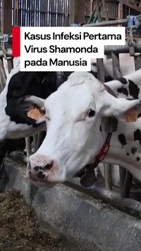 Video Muncul Kasus Infeksi Pertama Virus Shamonda pada Manusia di Prancis